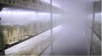 她是人間仙境里的“菇”娘，一條腿闖進(jìn)了濟(jì)南——溫濕度控制器